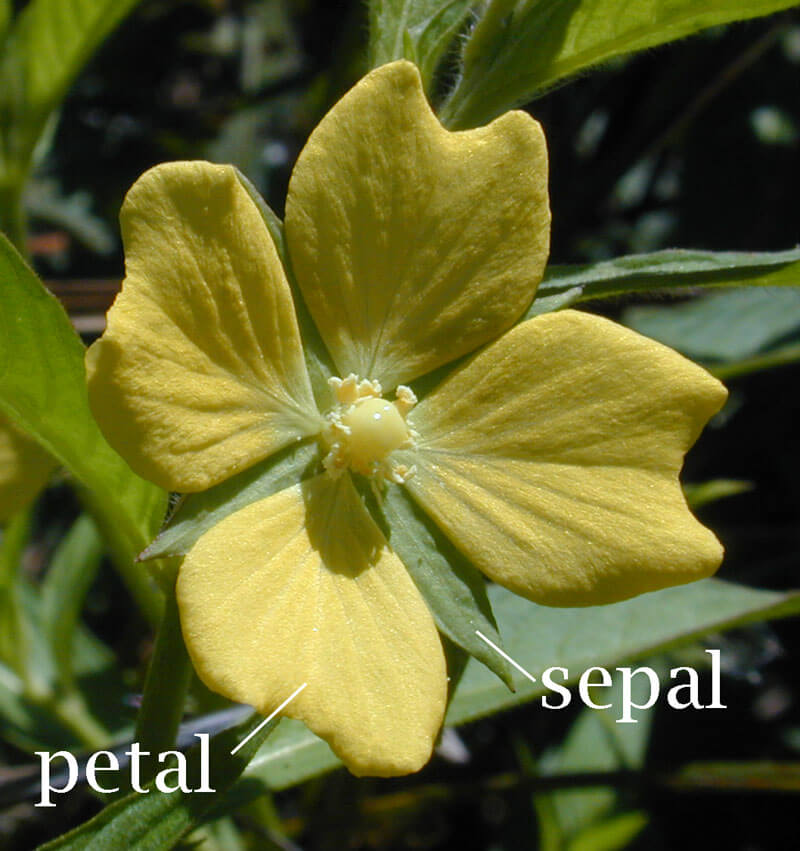 Differences between sepal and petal of a flower. 
