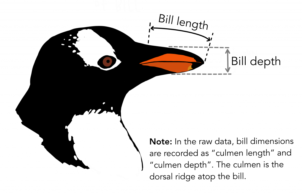 Understanding Penguin Measurements for KNN Classification